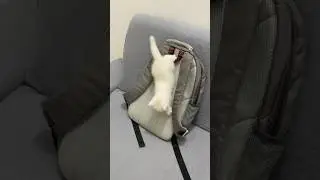 Tiny Kitten Big Energy 🐾😂 #catshorts #funnycat #catvideos  #cutecat #viralshorts #kitten #cat