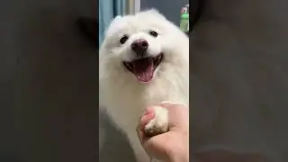 Holding hands means a lifetime #pets #dogs #Samoyed