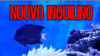 ACQUARIO MARINO - NUOVO PESCE Ctenochaetus Binotatus