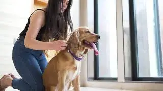 Dog Collar Commercial | Petsy India | Pranav Kalra Photography