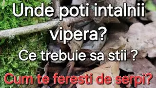 Cum te ferești de serpi? Ce trebuie sa faci? /Cum te protejezi?