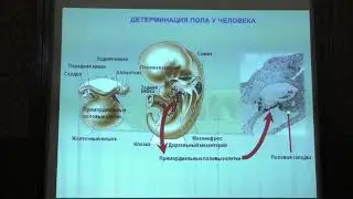 Ким А. И. - Генетика - 10. Детерминация пола. Патологии детерминации пола