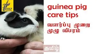 guinea pig in tamil
