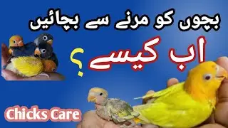 How to care for Lovebirds chicks | Decrease the mortality rate of your chicks #love4birds