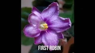What's in Bloom (002) TRAILERS July 26th 2020 African violet flowers, Saint Paulia