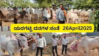Yaragatti bullsmarket||ಯರಗಟ್ಟಿ ದನಗಳ ಸಂತೆ #cattlesmarket #bullsmarket #yaragatti