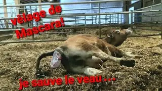vêlage de Mascara et complications...vaches et veaux