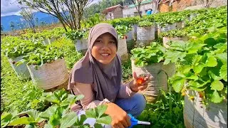 Petik Stroberi Ciwidey Bandung