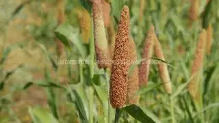 Nutrition Values of Millets