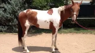Red - Thoroughbred Paint SOLD