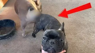 When to do progesterone test on french bulldog?