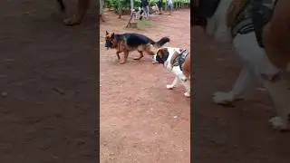 German Shepherd vs st Bernard dog #viral #dog #reel #gasolina
