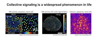 Automatic detection of spatio-temporal signaling patterns in cell collectives