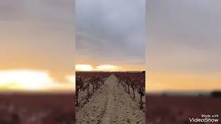Anochece entre vi&ntilde;edos rojos