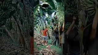Harvesting Giant Bananas: Traditional Techniques with Long Tools #AgriculturalInnovation