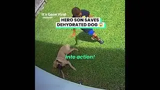 I would&rsquo;ve been on full panic mode 😱 #hero #dog #dogs #shortsfeed #funfordayz98 #short #son