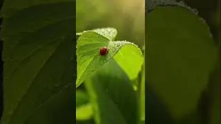 AI Nature Animation | Realistic Forest Cinematic #Shorts