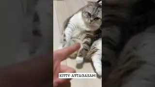 KITTY ATTAGASAM || #kittyattagasan #catfunny #funny #catfunnyvideo #catvoice #meow #catvideos