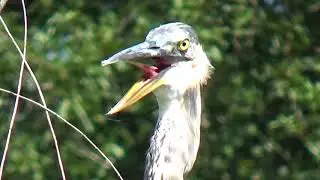 Heron (Great Blue Heron Close- up) Amazing view of tongue,feathers..