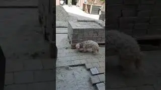 Zwabbertje na 10 jaar eindelijk weer in de bestrating als opzichter.
