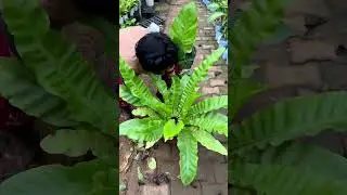 3 Exotic Plants that do well in India.   ☘️Duck Vine   ☘️ Anthurium Hybrid   ☘️Birds Nest Ferm Large