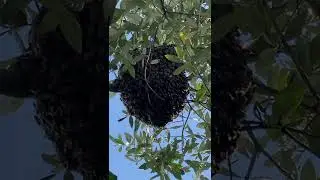 Рой на маслине
