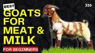Top Goat Breeds For High Milk and Meat | Choosing the Perfect GOAT Breed for Your Farm