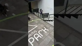 Vem conhecer o Zee.Dog Temple, nosso espa&ccedil;o pensado para conectar cachorros e pessoas.