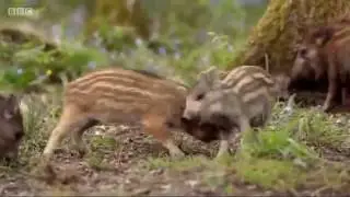 SpringWatch - Highlights 2016