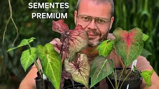 SEMENTES PREMIUM CALADIUM!  COLEÇÕES 25/26 WhatsApp 32998563551 ✨️🤲☀️☀️☀️