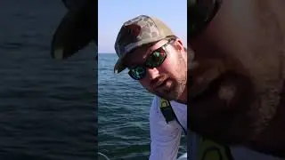 Capt Matt got em pretty much jumping in the boat this week! lots of wahoo and Jumbo Tunas! #fishing