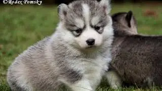 Rodex pomsky & Arctic Spitz NL
