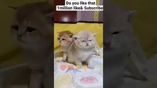 cute baby cats 🐈🐈😅&hearts;️💖❤️ Animals #shorts