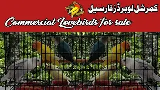 Lovebirds for sale in Pakistan | Commercial Lovebirds for sale | FS Aviary Official