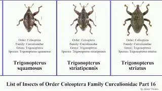 List of Insects of Order Coleoptera Family Curculionidae Part 16 trigonopterus rhinoceros sembilan