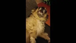 Our Staff's Favorite Dog Videos