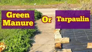 Which Is Best: Green Manure Or Tarpaulin? / No Dig Organic Allotment Experiment