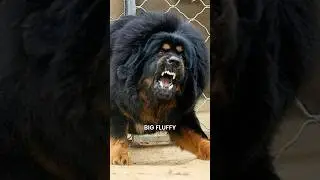 Top 10 Most Expensive Dog Breeds in the World #funfacts #animals #shorts #funny