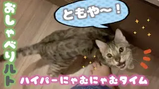 構って欲しいルトのおしゃべりが止まらない！