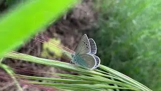 Glaucopsyche alexis (fem)/ escamas verdes (hembra) / green-underside blue (female)