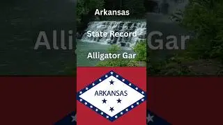 How big is the Arkansas State Record Alligator Gar?