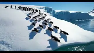 Relaxing Penguins Sliding on Ice 🐧 | Calming Piano Music for Stress Relief & Focus