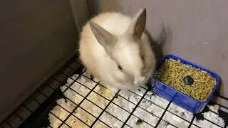 Baby Bunny Eating First Blueberry - Kristoff and Anna