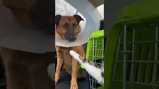 Cat Comforts Cone Dog on the Ride Home 🐱🤍🐶