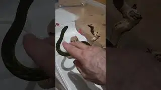 THIS TECHNIQUE CAN SAVE YOUR LIFE! #venomoussnake #venomoussnakes #snakehandling #snake #mambas