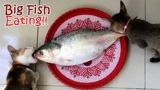 Cats Meowing for Eating Big Fish | Cats Eating Raw Fish | Can Cats Eat Full Fish?