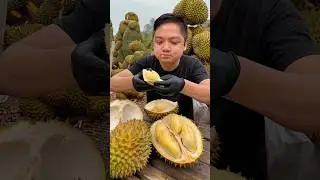 Durian Farm All you can eat Durian #asmr #mukbang #durianmukbang #durianfarm #durianmusangking