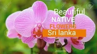 Beautiful Native flowers of Sri Lanka