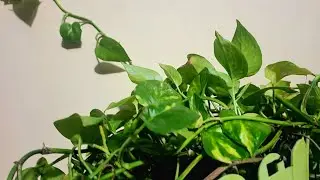 Money plant with supporting clips and how to install it