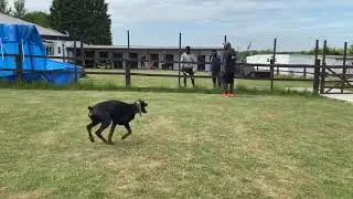 Dobermann Trent estate protection